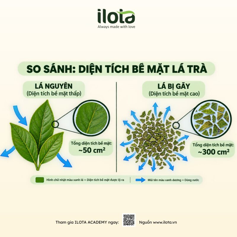 la-tra-bi-gay-vi-sao-anh-huong-toi-qua-trinh-pha