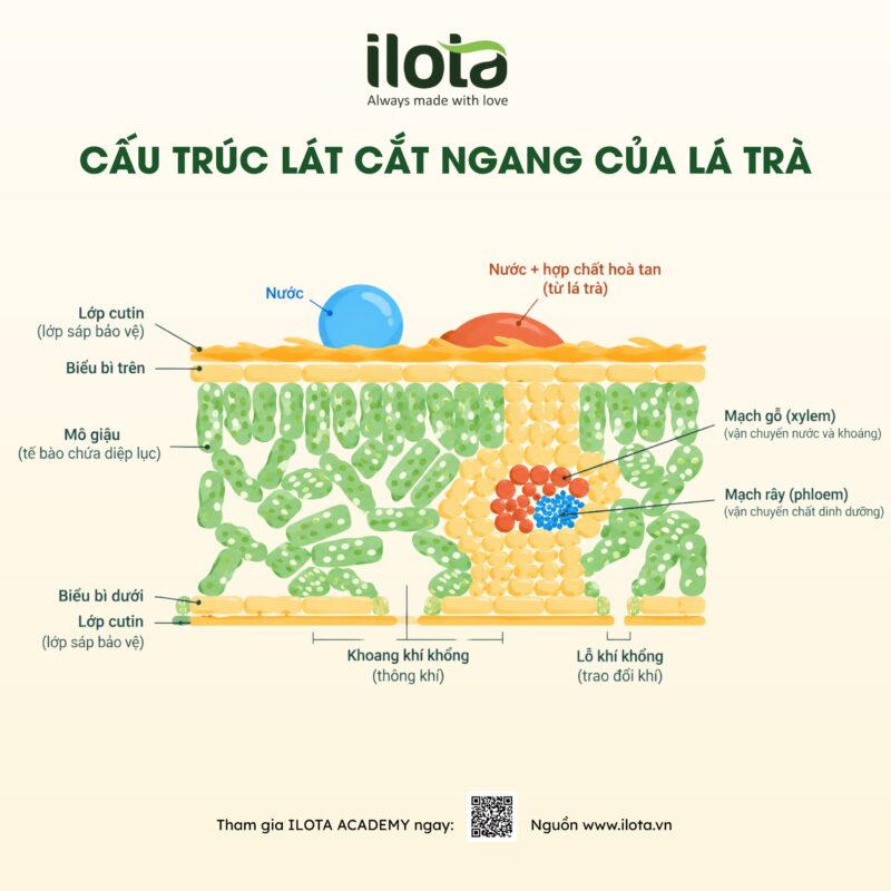 khoang-rong-giua-cac-lop-la-tra-5-yeu-to-quyet-dinh