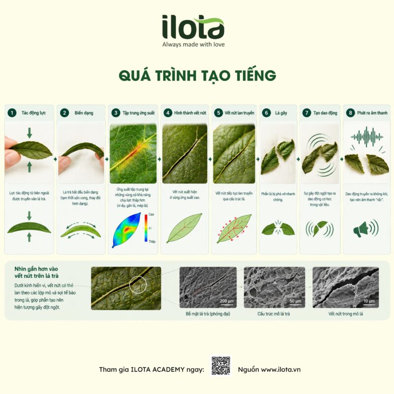 do-gion-cua-la-tra-vi-sao-co-loai-phat-ra-tieng-rac