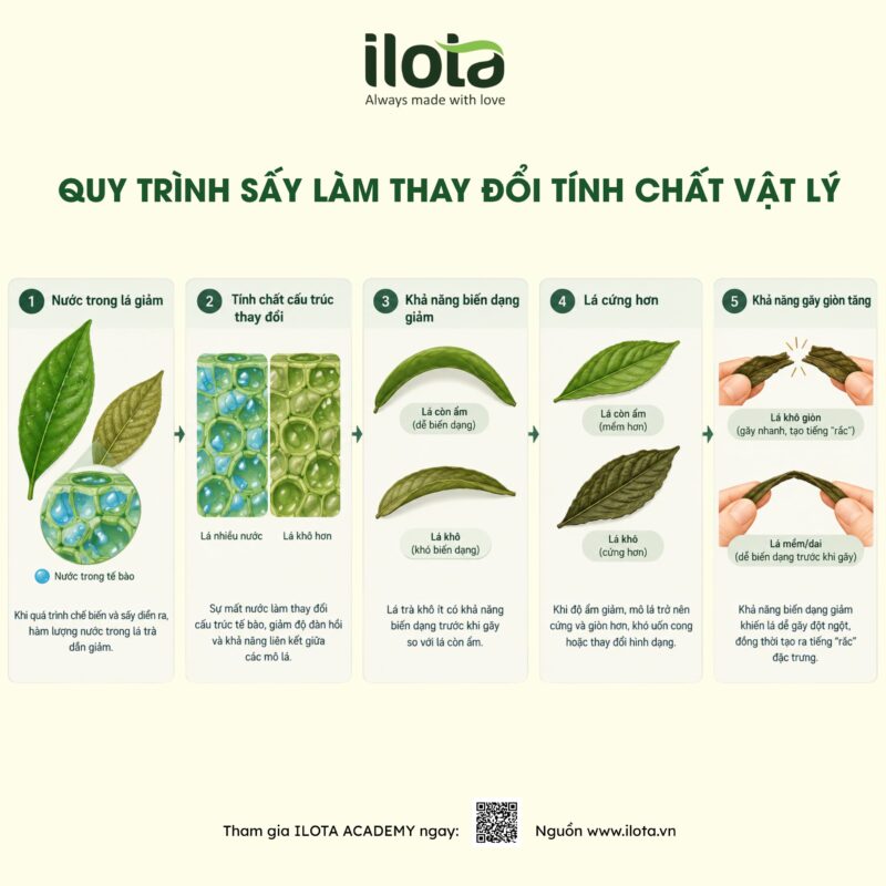 do-gion-cua-la-tra-vi-sao-co-loai-phat-ra-tieng-rac