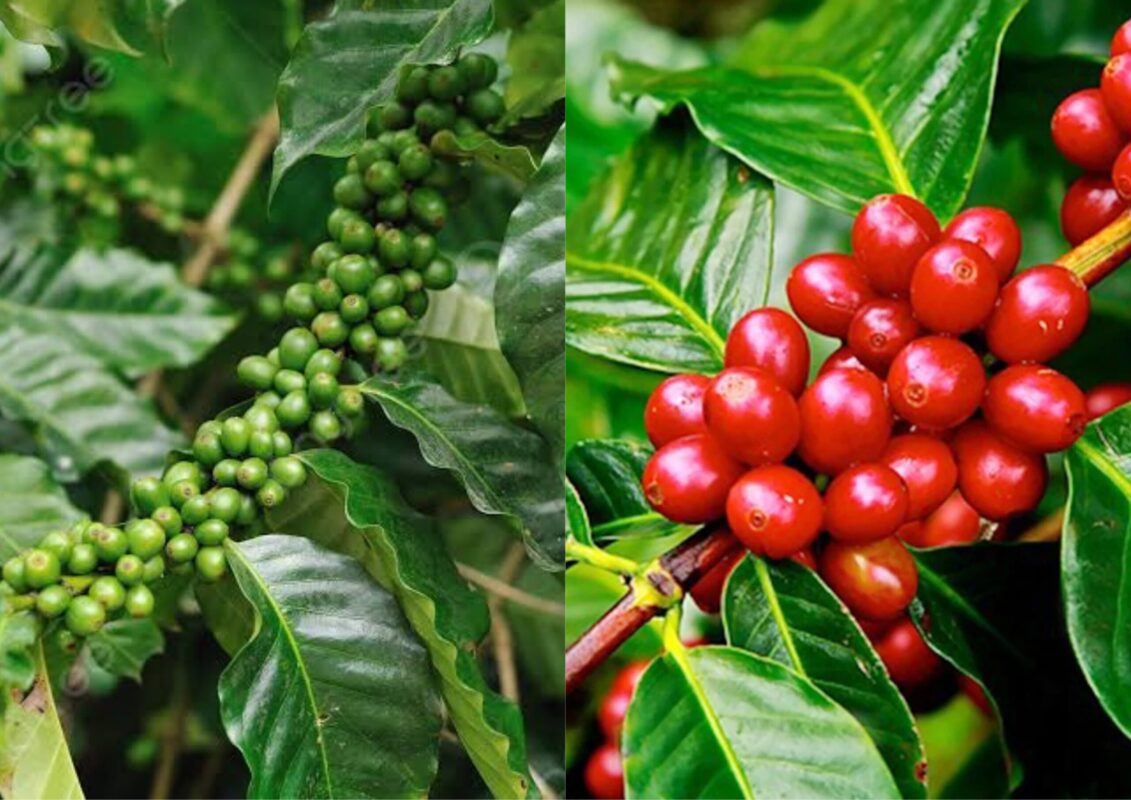Tiêu chuẩn thu hoạch cà phê Robusta: Điều gì tạo nên sự khác biệt?