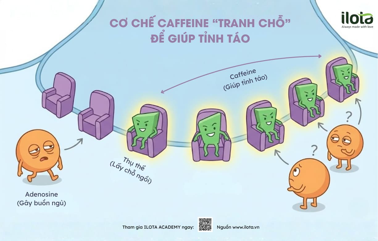 vi-sao-co-nguoi-uong-ca-phe-van-ngu-ngon