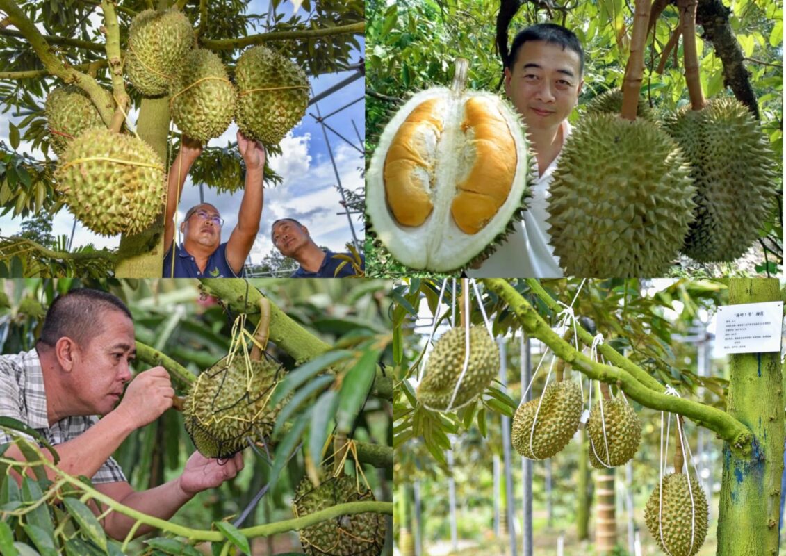 tu-ca-phe-sang-sau-rieng