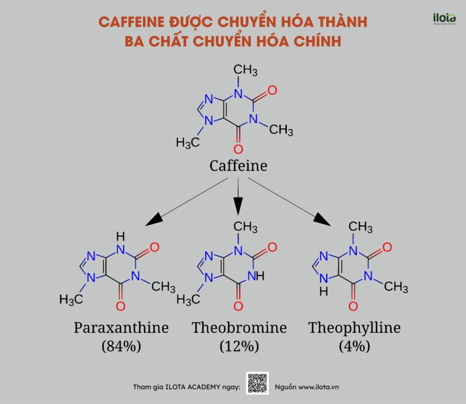 nam-hay-nu-chuyen-hoa-caffeine-nhanh-hon/