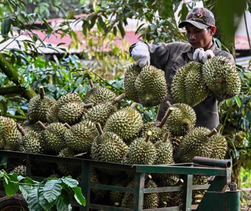 tu-ca-phe-sang-sau-rieng