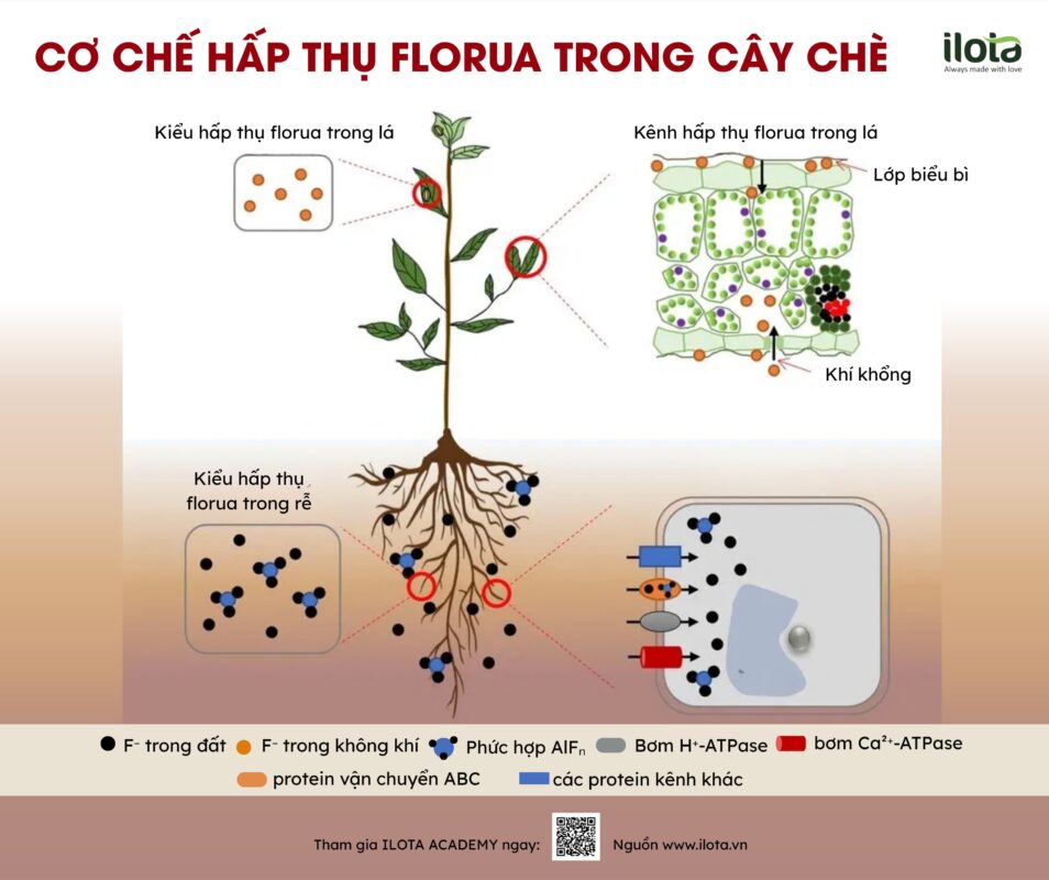 florua-trong-tra