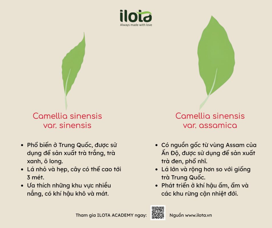 nguon-goc-cua-cac-loai-tra/