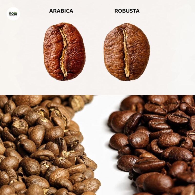 ty-le-phoi-tron-ca-phe-robusta-va-arabica