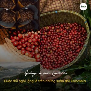 giong-ca-phe-castillo/