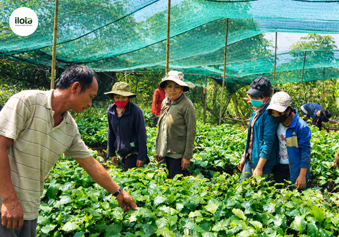 giong-ca-phe-thien-truong