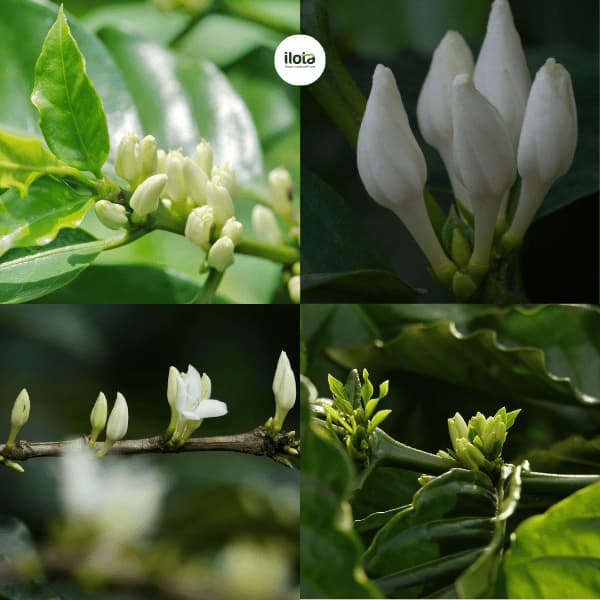 ca-phe-truoc-mua-ra-hoa