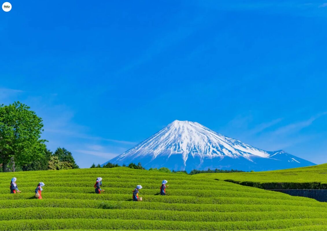giong-tra-yabukita/