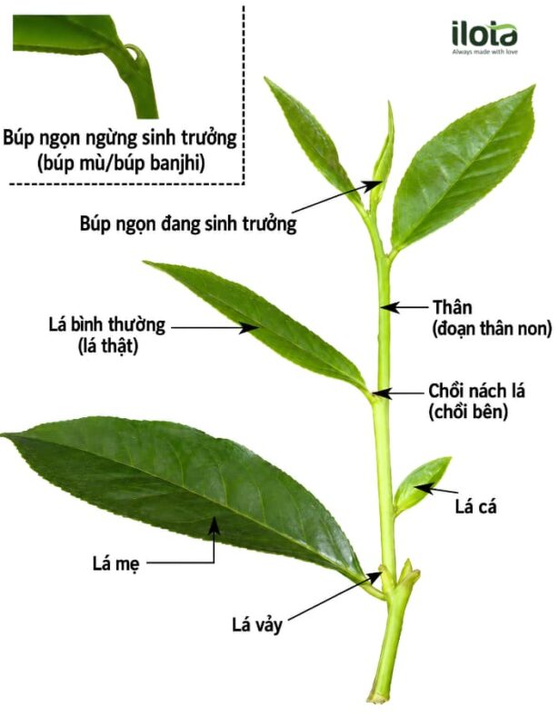 la-chua-sau-khi-hai-tra