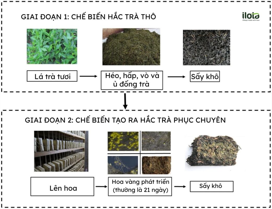 tra-phuc-chuyen-la-gi-giai-ma/