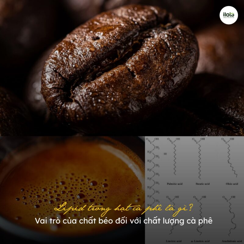 lipid-trong-hat-ca-phe/