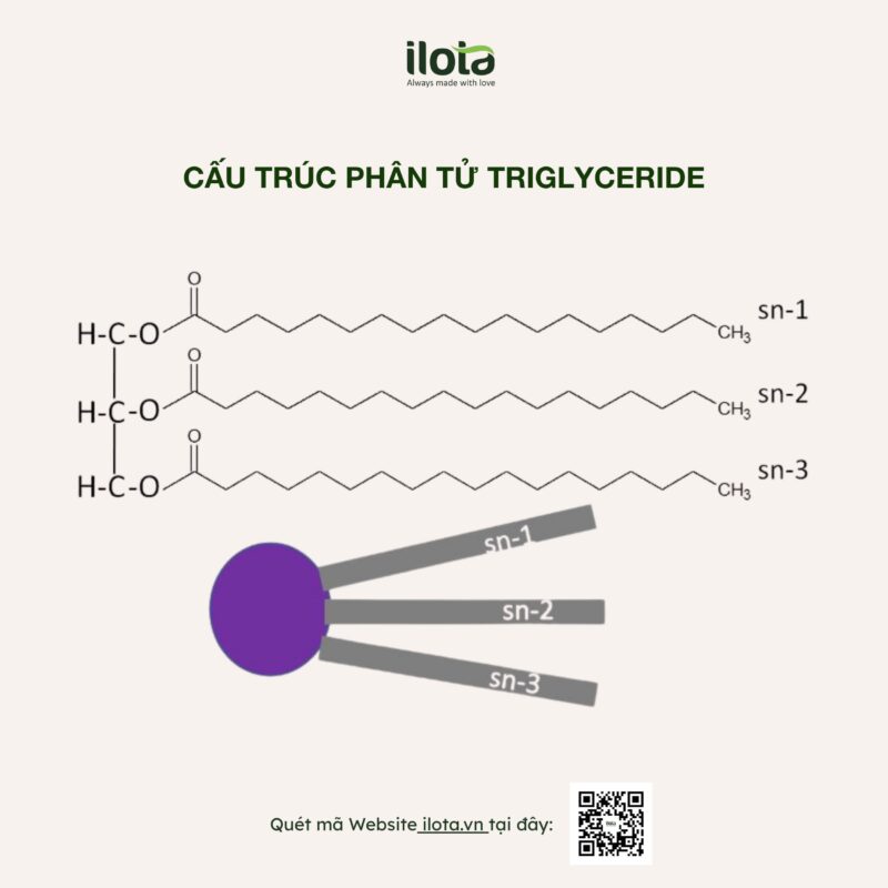 lipid-trong-hat-ca-phe/