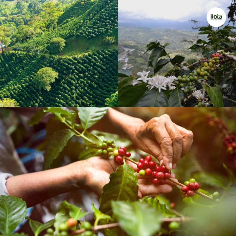 dieu-gi-khien-ca-phe-colombia-dat-thanh-tich-cao