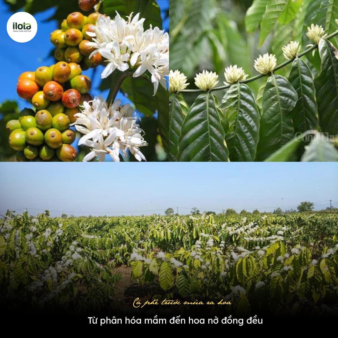 ca-phe-truoc-mua-ra-hoa