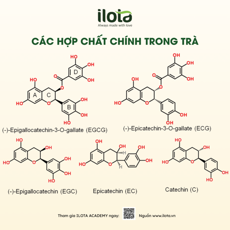 thao-moc-va-huong-hoa-trong-pha-che-tra