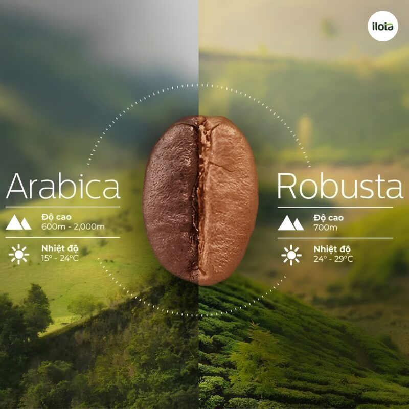 du-lieu-thi-truong-ca-phe-toan-cau-ico-ra-mat-coffee