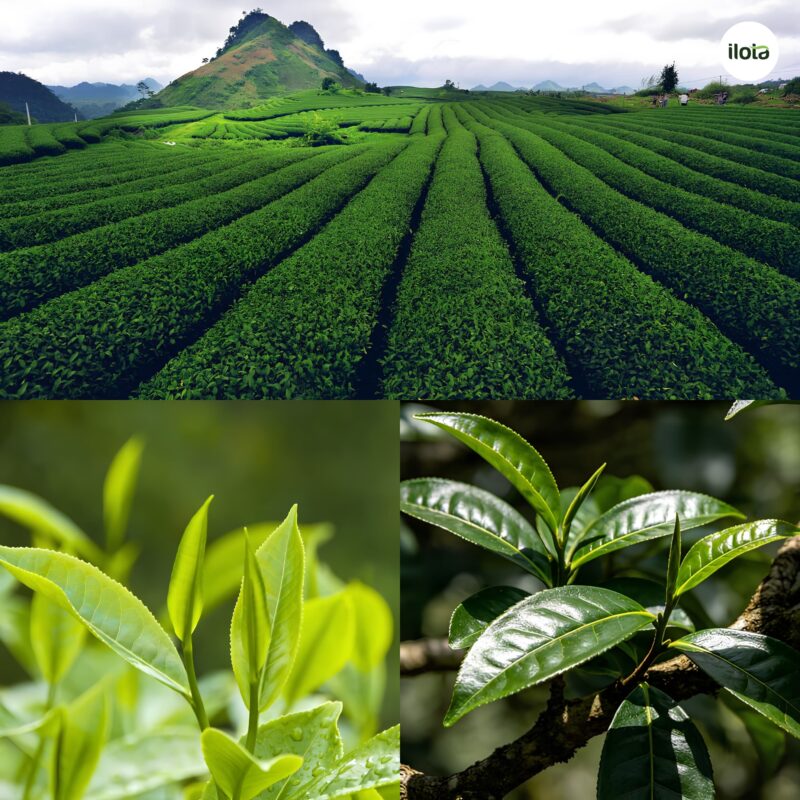 clean-label-nganh-tra-xu-huong-dang-thay-doi-cach