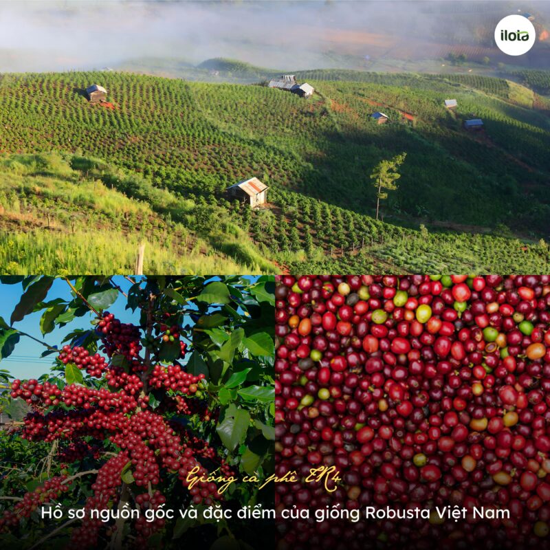 giong-ca-phe-TR4-ho-so-nguon-goc-dac-diem-cua-giong