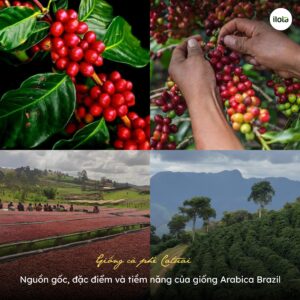 giong-ca-phe-catuai-nguon-goc-dac-diem-va-tiem-nang