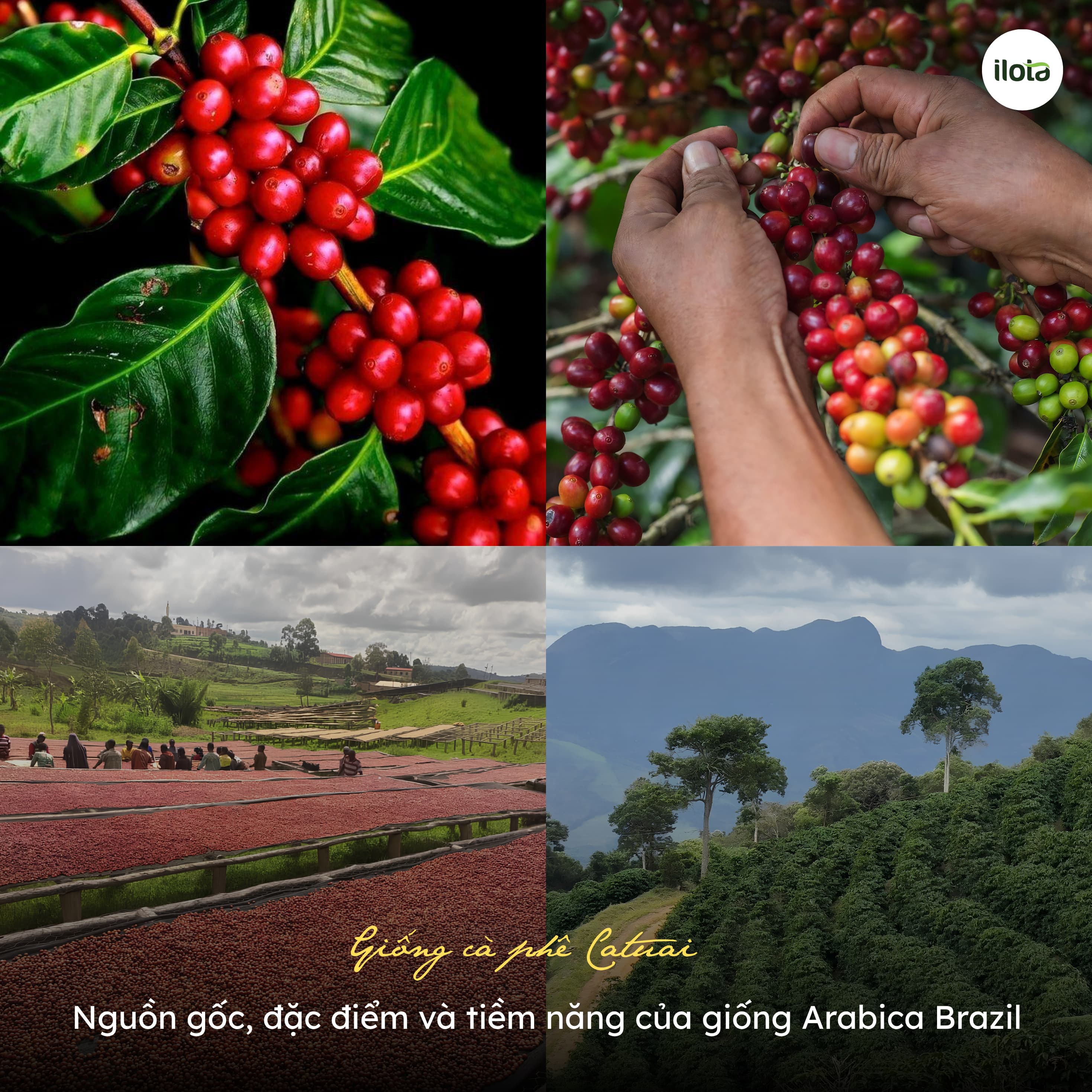 giong-ca-phe-catuai-nguon-goc-dac-diem-va-tiem-nang