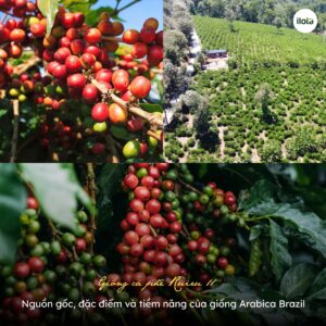 giong-ca-phe-ruiru-11-cau-chuyen-phia-sau-giong