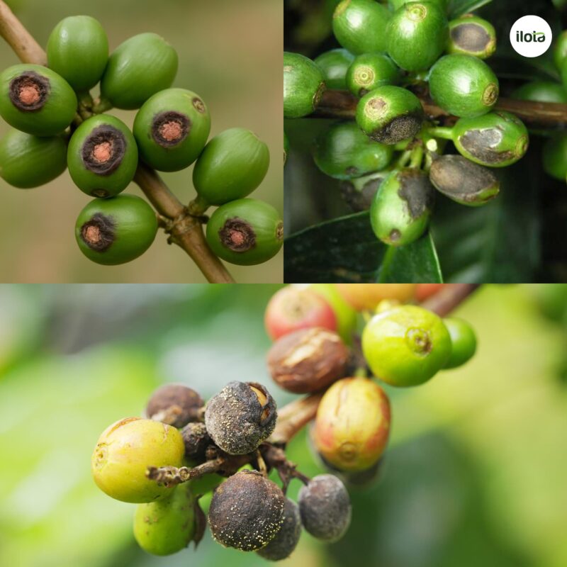 giong-ca-phe-ruiru-11-cau-chuyen-phia-sau-giong