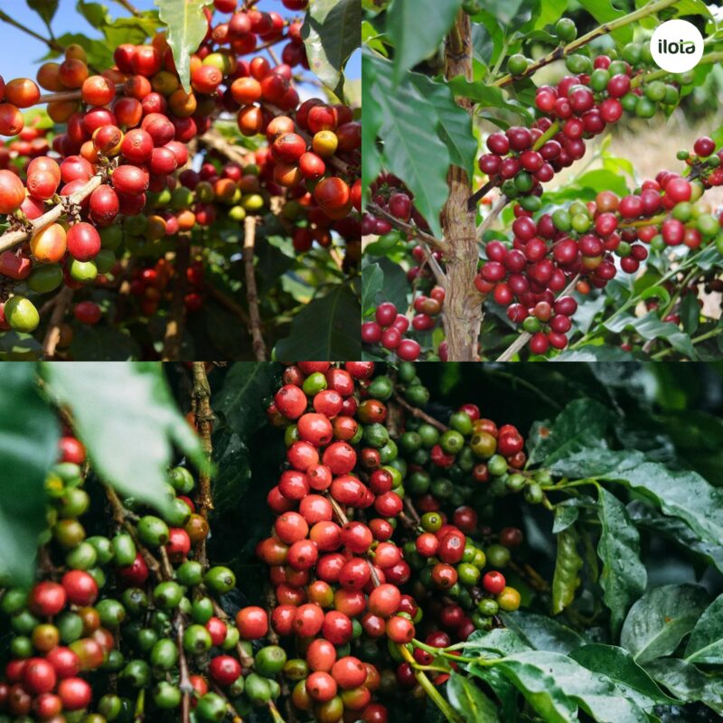 giong-ca-phe-ruiru-11-cau-chuyen-phia-sau-giong