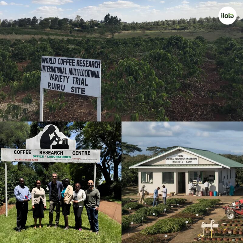 giong-ca-phe-ruiru-11-cau-chuyen-phia-sau-giong