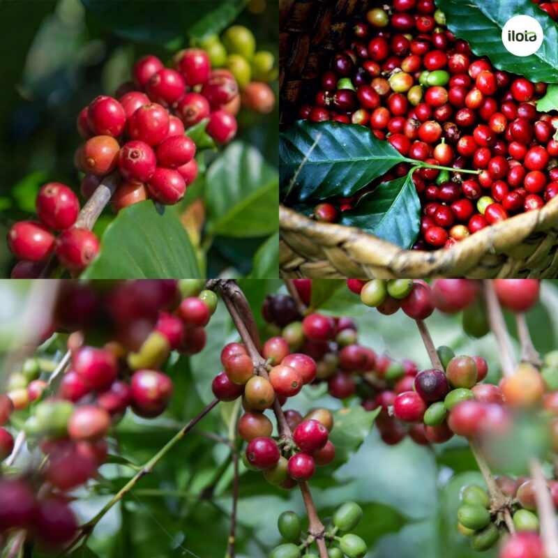 giong-ca-phe-ruiru-11-cau-chuyen-phia-sau-giong