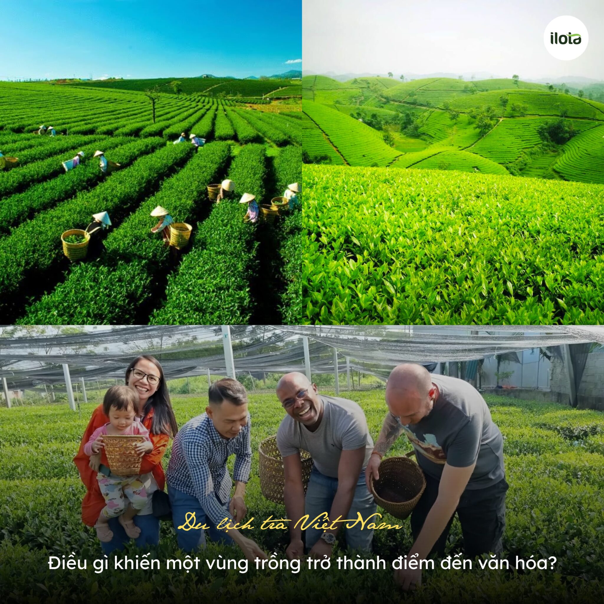 du-lich-tra-viet-nam-dieu-gi-khien-mot-vung-trong
