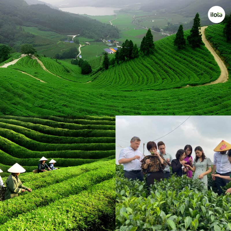 du-lich-tra-viet-nam-dieu-gi-khien-mot-vung-trong
