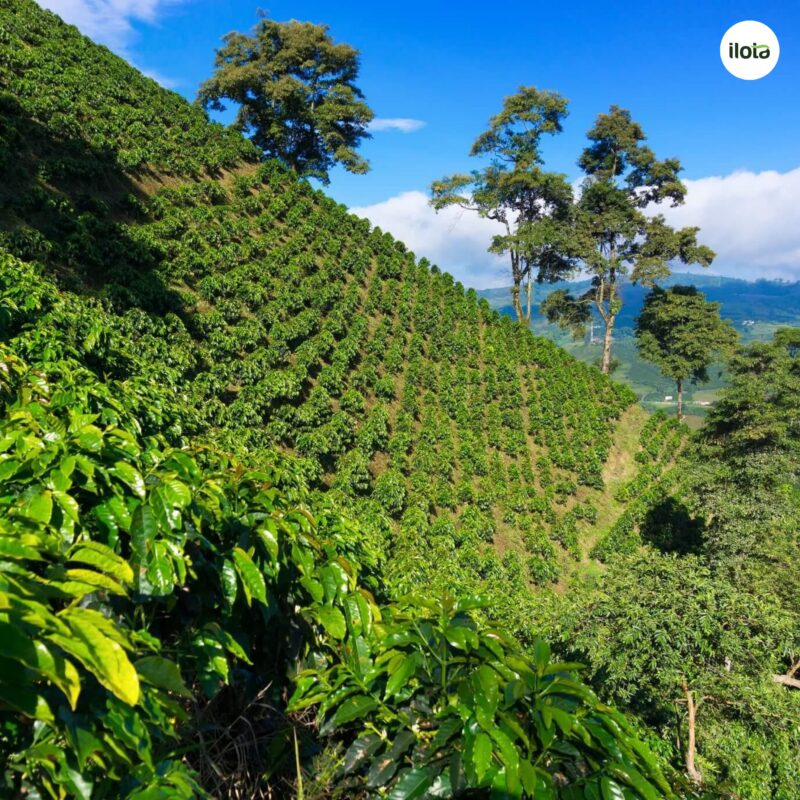 thu-hoach-ca-phe-bang-may-vi-sao-co-gioi-hoa