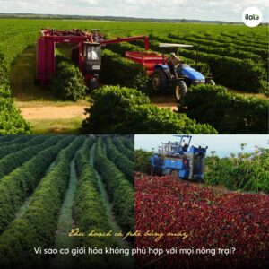 thu-hoach-ca-phe-bang-may-vi-sao-co-gioi-hoa