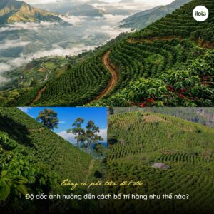trong-ca-phe-tren-dat-doc-do-doc-anh-huong-den