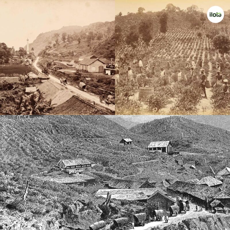 lich-su-tra-ceylon-nganh-tra-sri-lanka-ra-doi