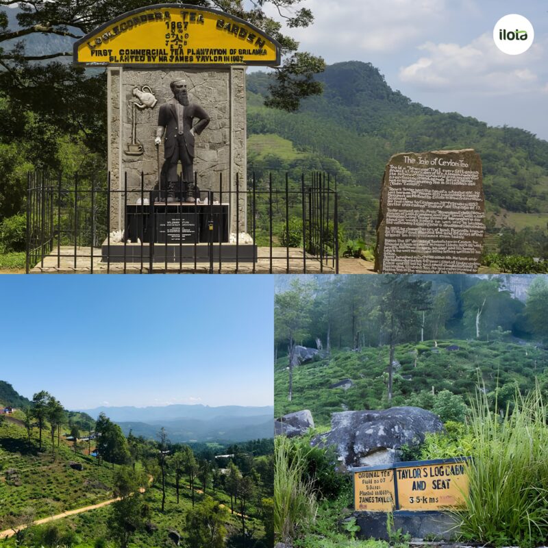 lich-su-tra-ceylon-nganh-tra-sri-lanka-ra-doi