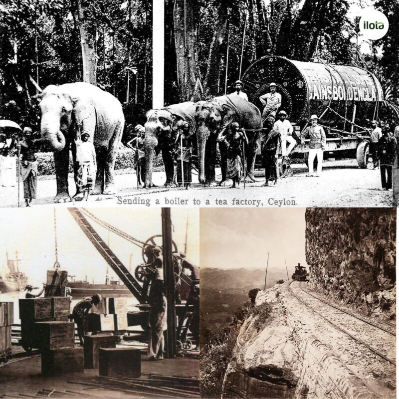 lich-su-tra-ceylon-nganh-tra-sri-lanka-ra-doi
