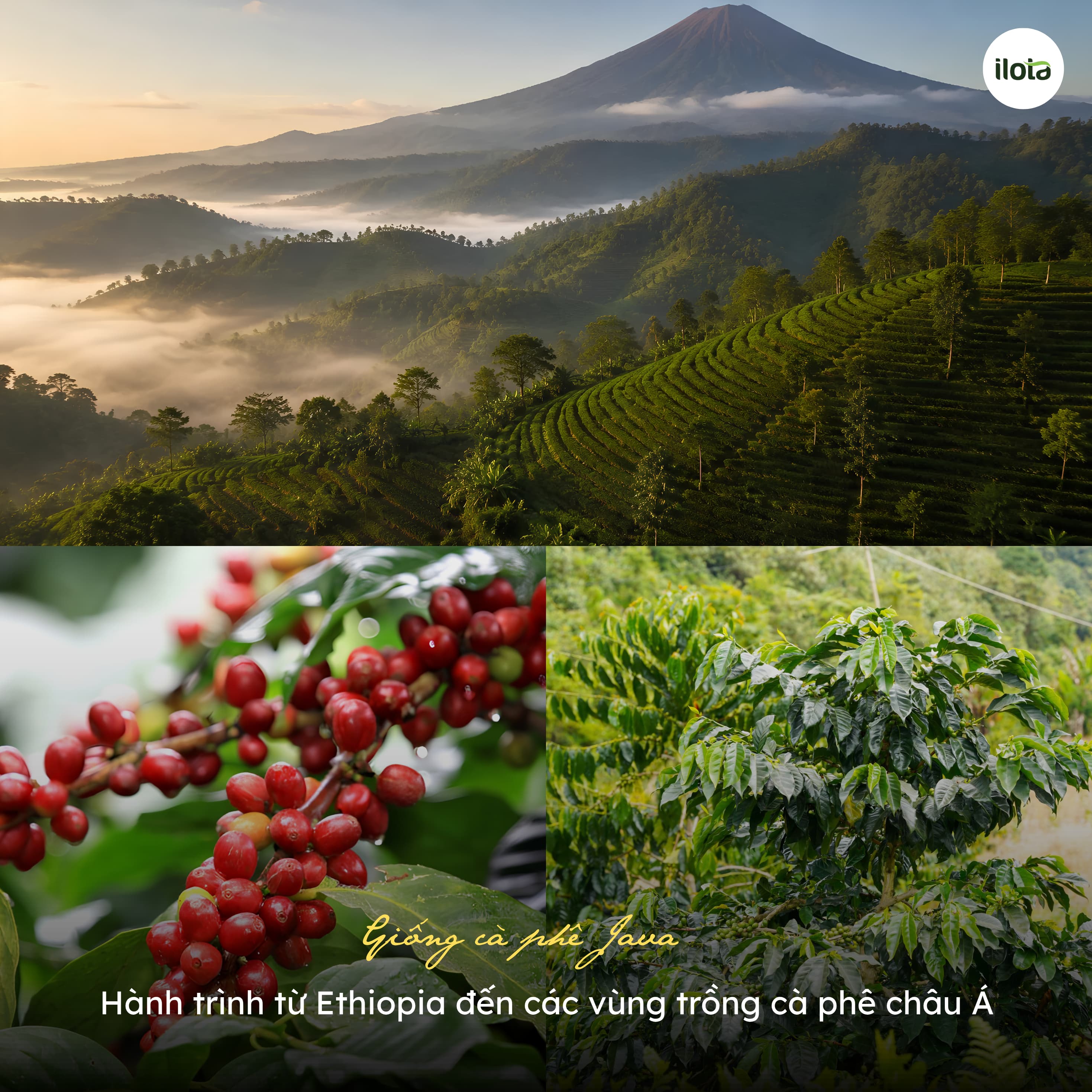 giong-ca-phe-java-hanh-trinh-tu-ethiopia-den-cac