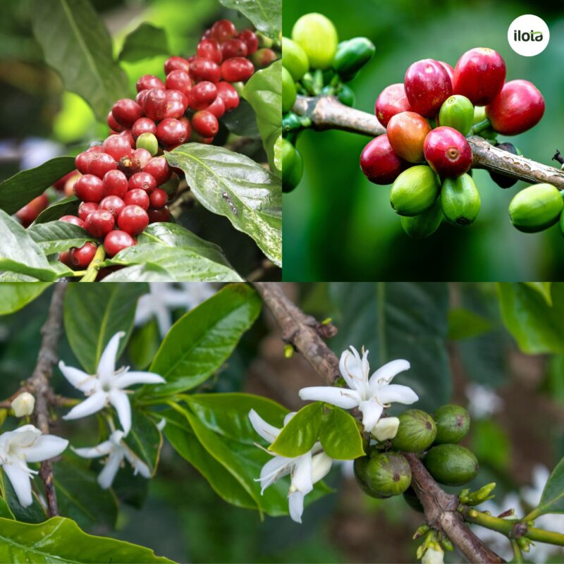 giong-ca-phe-java-hanh-trinh-tu-ethiopia-den-cac