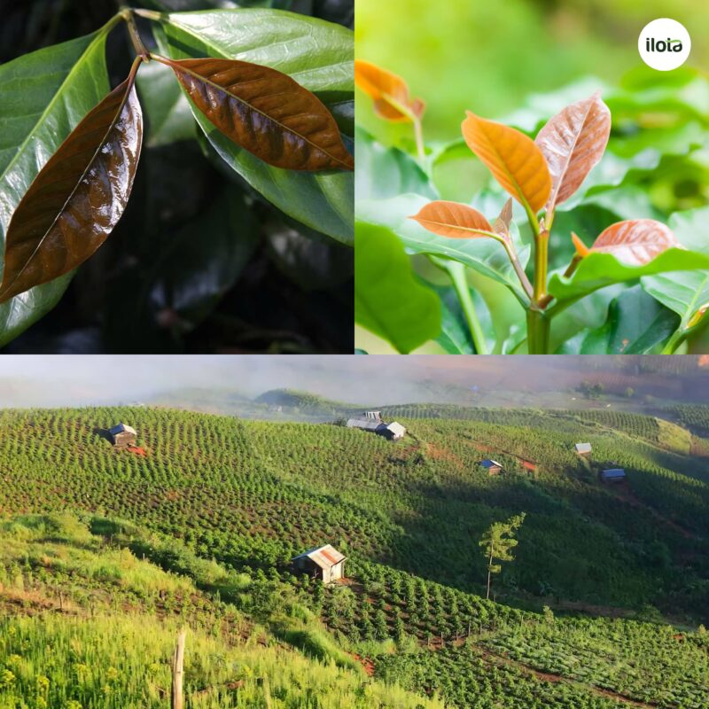giong-ca-phe-java-hanh-trinh-tu-ethiopia-den-cac