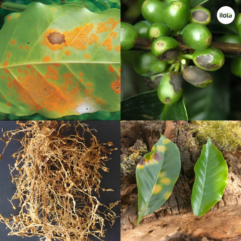 giong-ca-phe-java-hanh-trinh-tu-ethiopia-den-cac