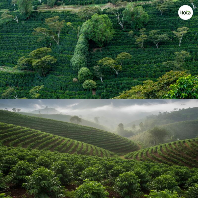 giong-ca-phe-java-hanh-trinh-tu-ethiopia-den-cac