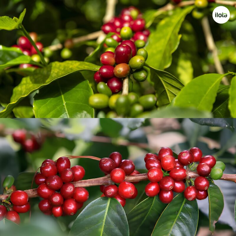 giong-ca-phe-java-hanh-trinh-tu-ethiopia-den-cac