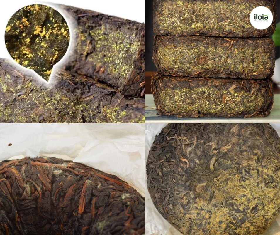 tra-phuc-chuyen-la-gi-giai-ma/