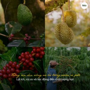 trong-xen-sau-rieng-va-bo-trong-vuon-ca-phe/