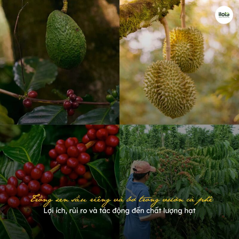 trong-xen-sau-rieng-va-bo-trong-vuon-ca-phe/